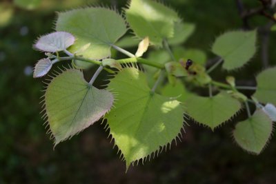 Tilia henryana - lípa Henryho - listy jaro